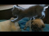 Kitten Battles Pugs In: THE PUG-TA-GONE