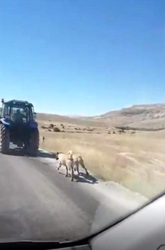 Cani adam kangal köpeklerini zincirle traktöre bağlayıp koşturdu