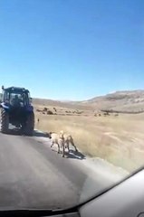 Cani adam kangal köpeklerini zincirle traktöre bağlayıp koşturdu