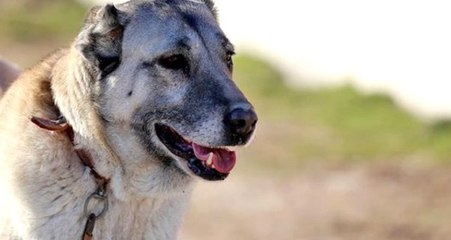 Cani adam kangal köpeklerini zincirle traktöre bağlayıp koşturdu! Olay cep telefonu kamerasına yansıdı