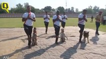 Dog Squad of Border Security Force Performs Yoga Along With Their Trainers on Yoga Day 2019