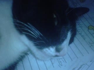 Homenagem Ao Pocket (Sálvame - Hecho En España - RBD)