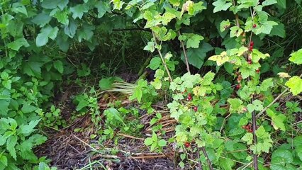 Permakultura w ogrodzie ,odkrywanie ziemi,burza, co uprawiamy w ogrodzie