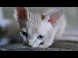 SPHYNX COUCH FIGHT- NO COUCH IS SAFE-
