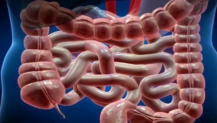 Flora intestinal que es y para que sirve