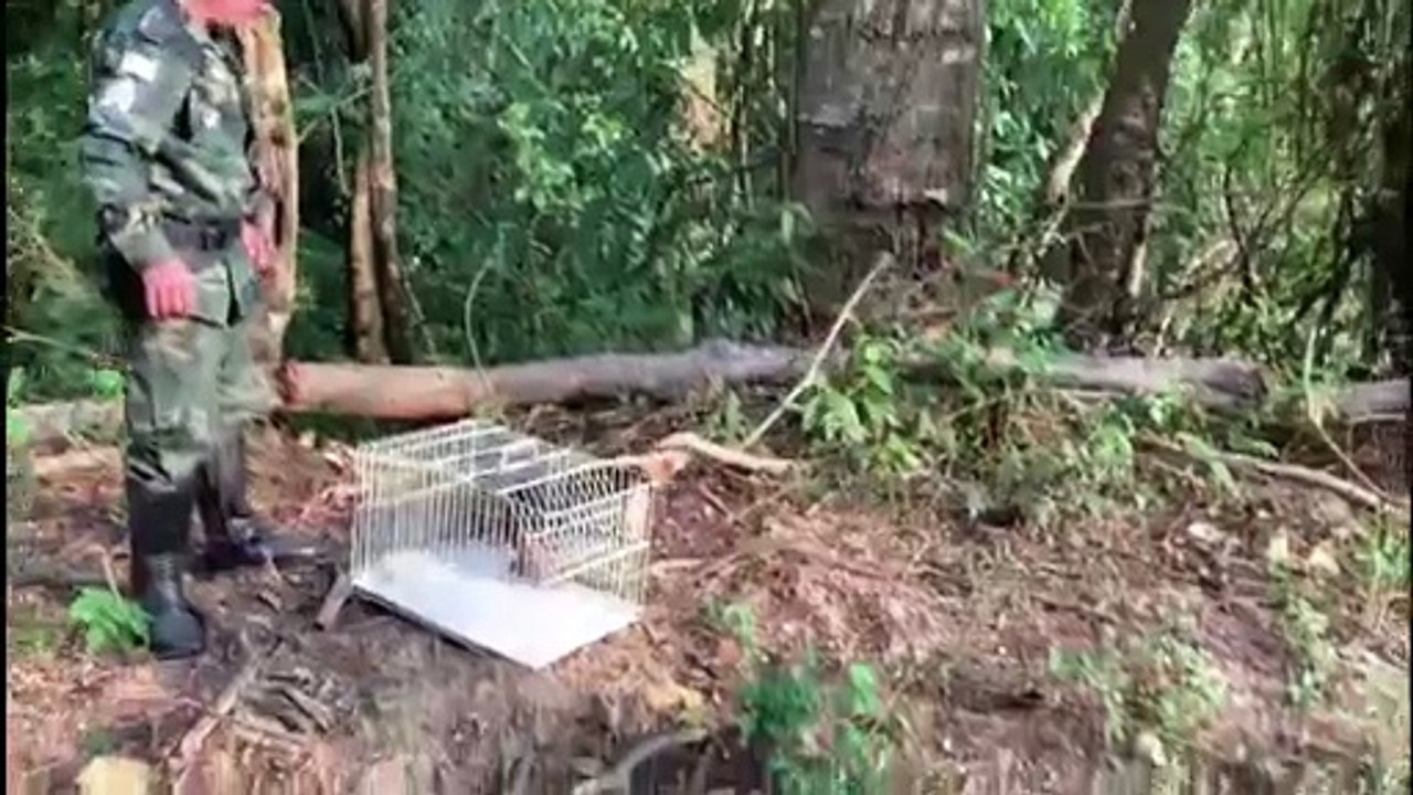 Tamanduá é resgatado em Cachoeiro
