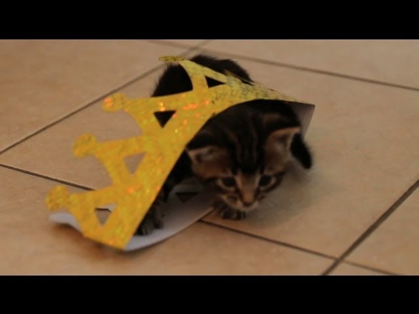 Kitten's Fight For The Crown