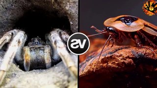 5 CRAZIEST INSECTS FIGHTS CAUGHT ON CAMERA|5 INSECTES LES PLUS CRAZIEST CACHÉS PRIS SUR CAMÉRA