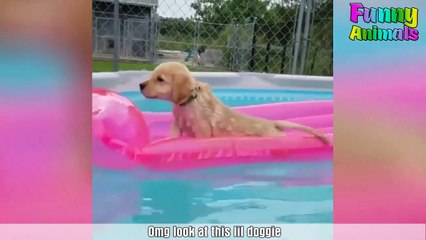 ♥Funniest Dogs Ever - Most Funny Puppies Compilation 2018♥ #8