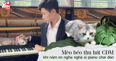 Chú mèo triệu view Haburu - Thích ngủ và thưởng thức tiếng đàn piano