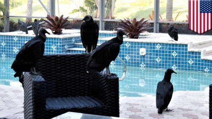 Vomiting, puking vultures take  over Florida neighborhood