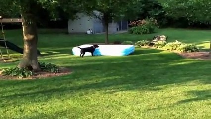 Dog Runs Away With Inflatable Pool