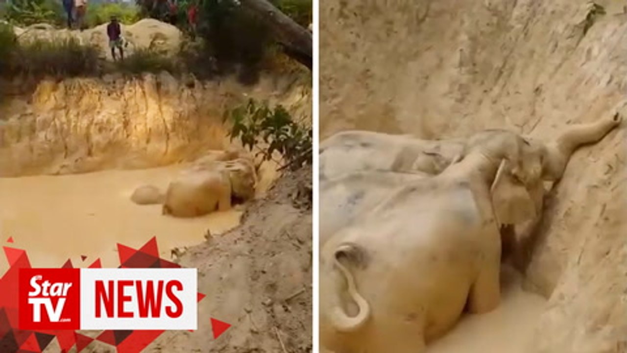 Five elephants rescued from abandoned gold mine