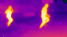 Tarzanie się w śniegu obraz z kamery termowizyjnej. FLIR