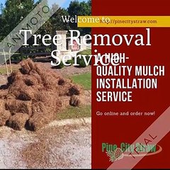 Best Tree Removal Services Atlanta Georgia