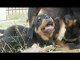 Adorable Rottweiler Puppies Want MOTHER'S MILK