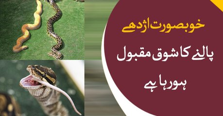 Various categories of Snakes introduced in Bakhaber Savera
