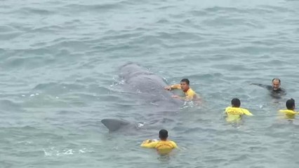 Muere una cría de cachalote  en Lima pese a los esfuerzos por salvarla