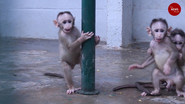 From snakes to monkeys: This Bengaluru shelter houses sick and injured urban wild animals