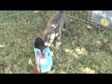 Mini Bull Terrier Puppies VS. Shoe