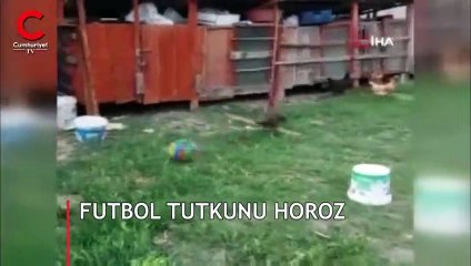 Futbol tutkunu horoz