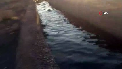 Sulama kanalına düşen ayı yavrusu vatandaşların yardımıyla kurtuldu