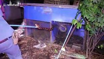Ils sortent un serpent python de 5m de long d'un poulailler !