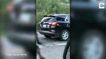 Un troupeau de bisons traverse une route entre les voitures !