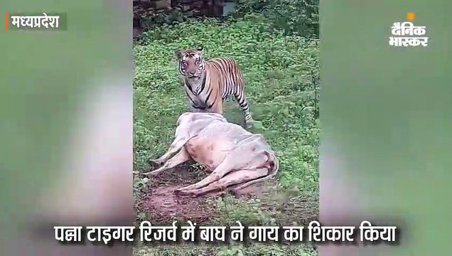 बाघ ने पन्ना में गाय और इधर डिंडौरी में वनराज ने किया भैंस का शिकार