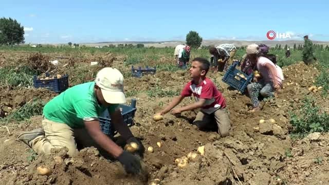 Üreticiyi verimiyle umutlandıran patates fiyatıyla hüsrana uğrattı