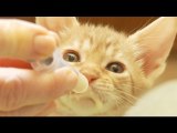 Bottle Feeding Ocicat Kittens