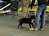 staffie bouba expo montpellier janvier 2008