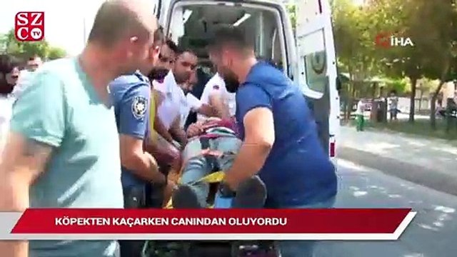Köpekten kaçarken canından oluyordu