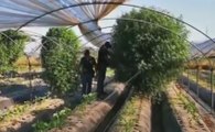 Giugliano (NA) - Marijuana coltivata tra gli ortaggi in azienda agricola, 2 arresti (21.08.19)