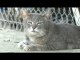 Amazing Animal Facts- - Cat Land