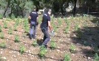 Oliena (NU) - Scoperta piantagione di marijuana, 2 arresti (21.08.19)