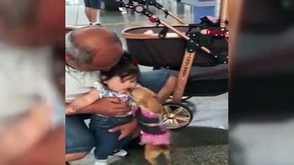 'Barbie' köpekten havaalanında sevimli karşılama