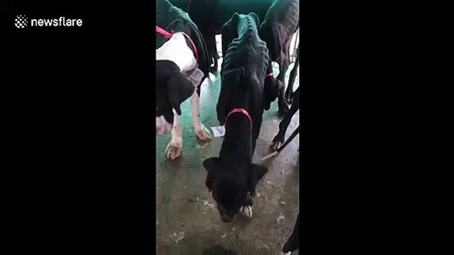 15 skeletal Great Danes rescued from abandoned breeding farm