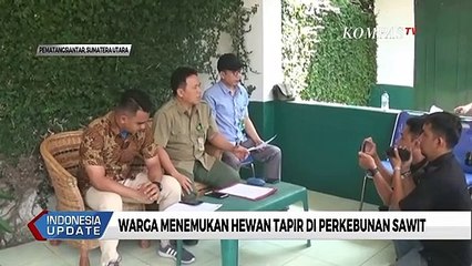 Warga Menemukan Hewan Tapir di Perkebunan Sawit dalam Kondisi Stres dan Terluka