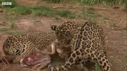 Jaguar Cubs Fight for Food - Jaguars Born Free - Animal Planet