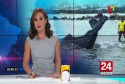 San Bartolo: cachalote muere a pesar de esfuerzos por salvarlo