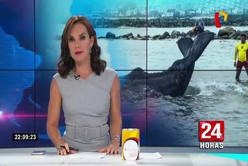 San Bartolo: cachalote muere a pesar de esfuerzos por salvarlo