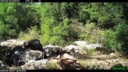 DKMP'den yaban hayvanlarına su takviyesi - ANKARA