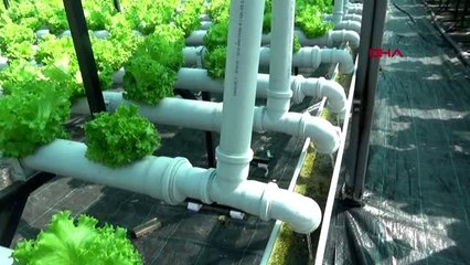 BURSA SUDA MARUL YETİŞTİRİP ÜRETİM HIZINI 3 KAT ARTIRDI