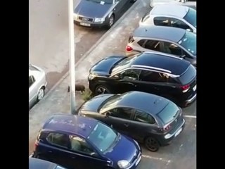 Javalis filmados a passear em parque de estacionamento na Amadora