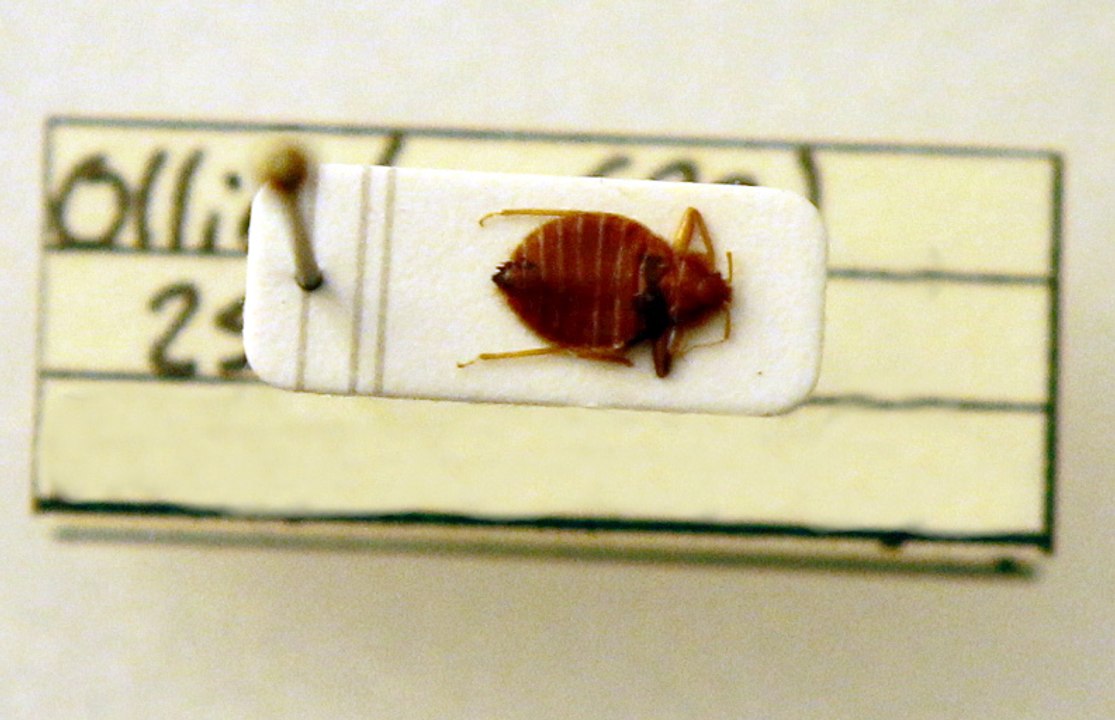 Punaises de lit : savoir les reconnaître et s'en débarasser