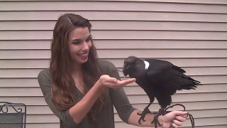Elle a appris à son corbeau à parler comme un humain