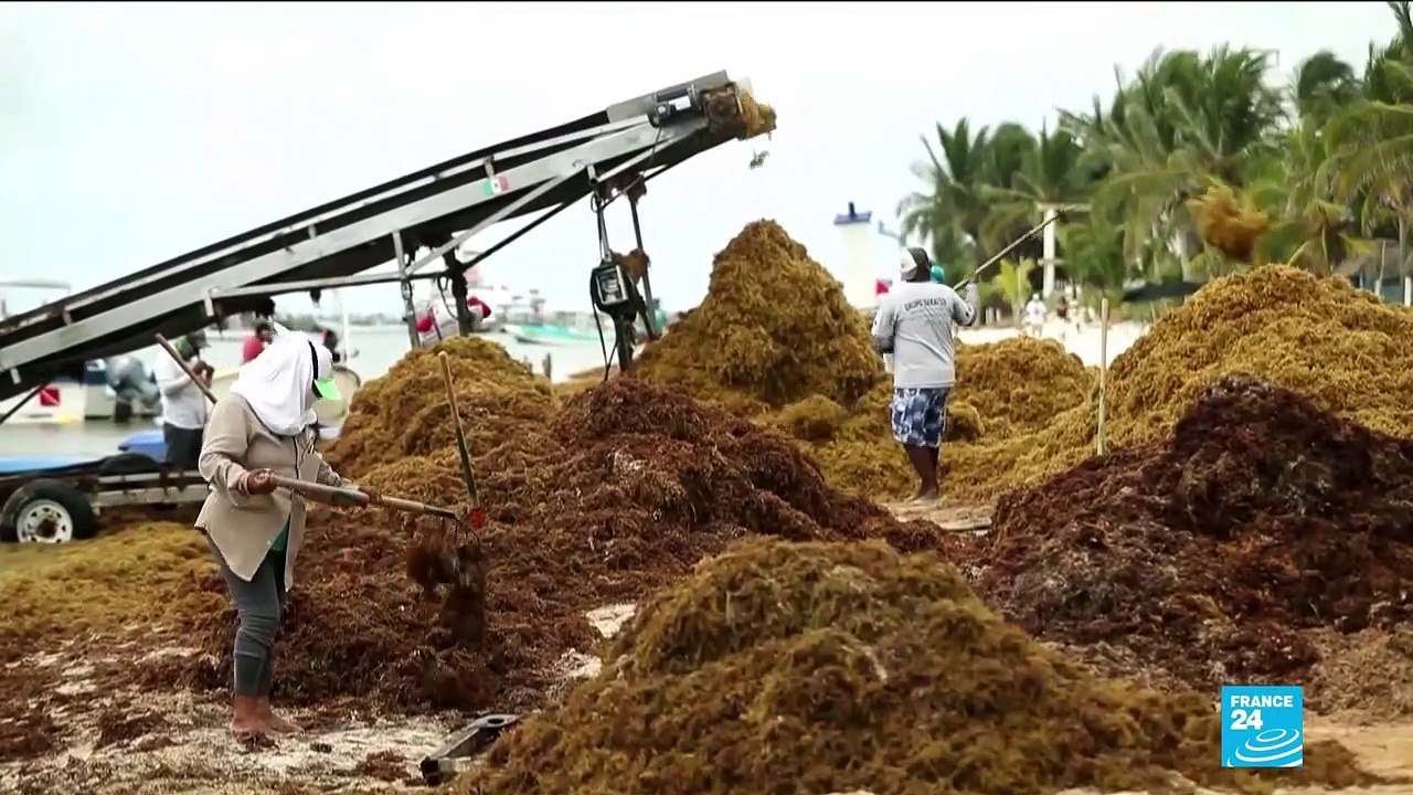 Le fléau des sargasses, ces algues brunes qui envahissent les plages des Caraïbes