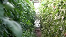Isparta'dan dünyaya domates ihraç eden o köy, göç vermek yerine göç alıyor