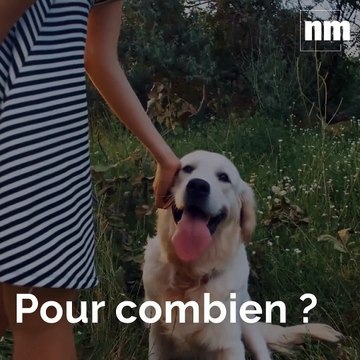 Vous partez en vacances? Voici nos bons plans pour trouver un hébergement qui accepte les chiens